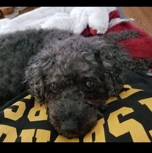 Meet your Posher, Dawn